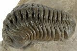 2.3" Morocops Trilobite Fossil - Ofaten, Morocco - #197149-1